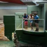 VIP Crocodile Encounter: Three guests watch a zookeeper feed a giant crocodile in an outdoor wildlife park enclosure, exclusive tour.
