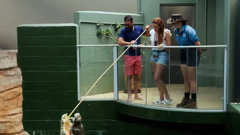 VIP Crocodile Encounter: Three guests watch a zookeeper feed a giant crocodile in an outdoor wildlife park enclosure, exclusive tour.