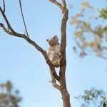 Discover a koala clinging to a tall eucalyptus tree beneath a bright blue sky on the ultimate 6 Day Surf Trip from Sydney to Brisbane.