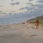 A wild dingo strolls along the golden sands of Rainbow Beach at sunset during your 3 Day K’gari island adventure with dormitory stays.