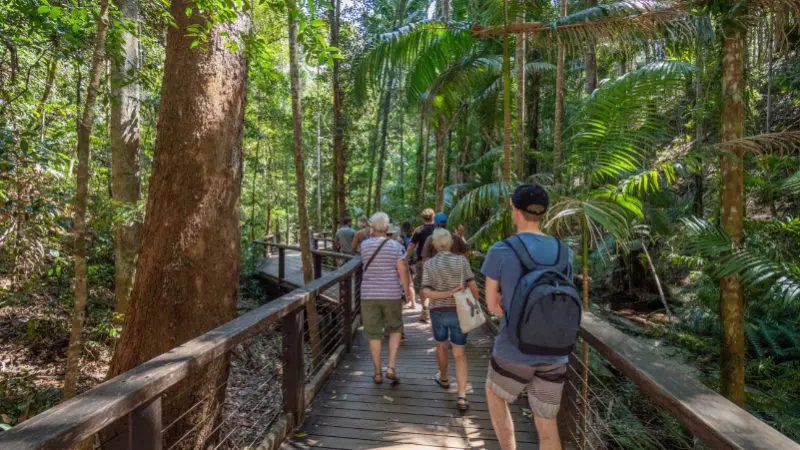 Travellers walk a scenic wooden boardwalk on the lush K'gari 2 Day Tour Noosa amidst tall forest trees and vibrant palm leaves.