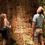 Two adventurers admire a towering ancient tree on the Kgari 2 Day Tour in a sun-drenched forest near Rainbow Beach, Queensland.