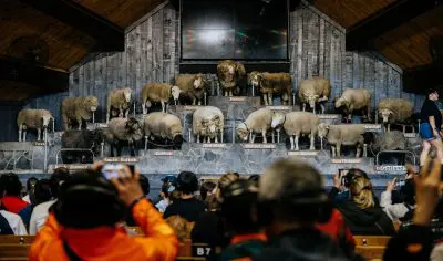 Multiple sheep breeds displayed on a tiered Agrodome stage as visitors watch and photograph the indoor live farm show experience.