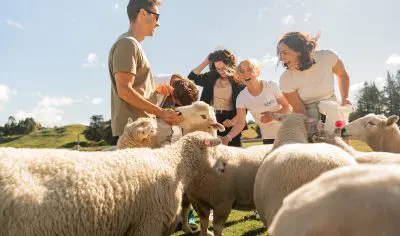 Group of five people happily stroking sheep at Agrodome Farm, lush green grass and trees under clear sunny sky in the background.