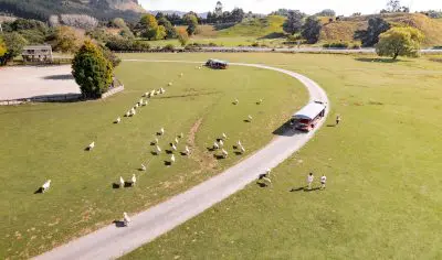 High-resolution aerial view of sheep grazing beside a winding road at Agrodome Farm, with visitors and vehicles enjoying farm tours.