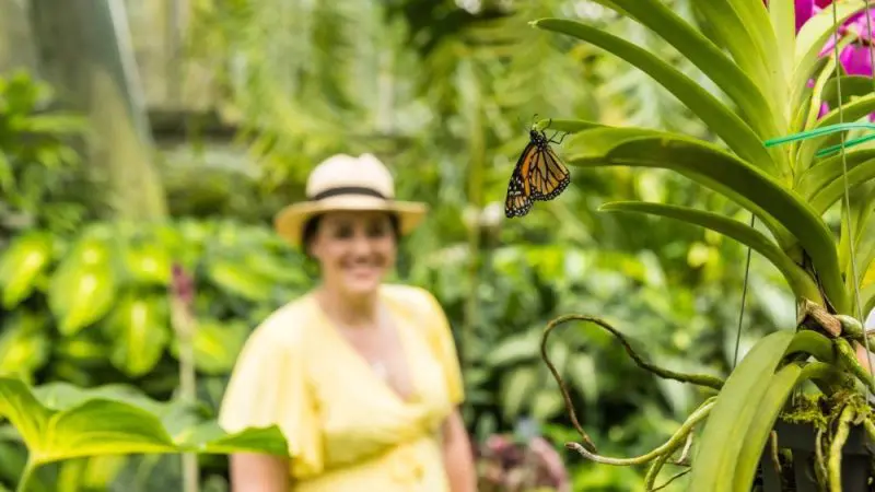 Close-up of a vibrant monarch butterfly perched on a lush plant, Cairns City Sights softly blurred in the scenic background.
