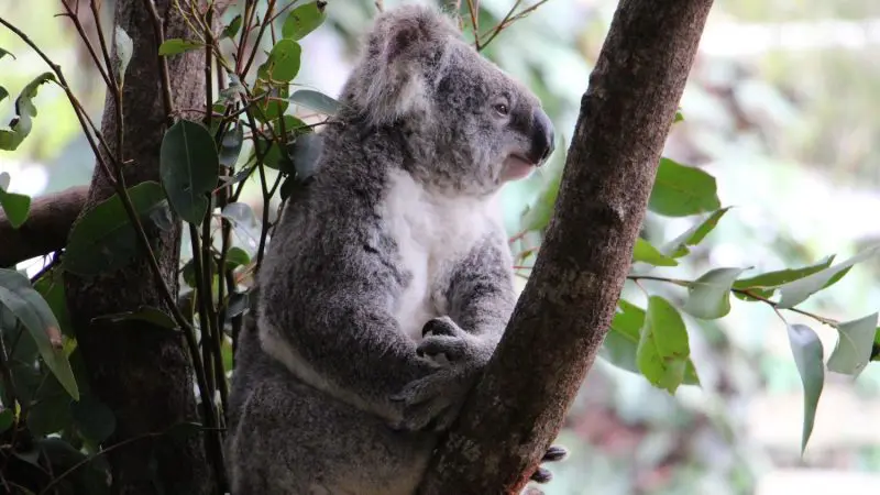 A koala grips a eucalyptus branch surrounded by lush green foliage in the exclusive Grand Kuranda wilderness rainforest sanctuary.