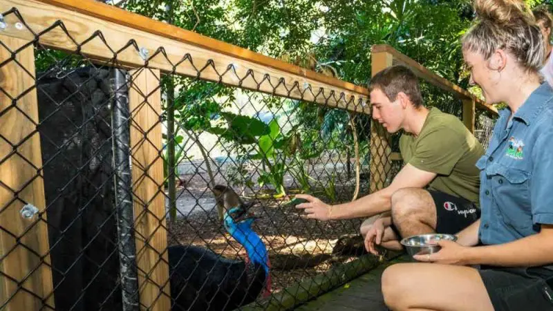 Visitors feeding a cassowary through a fence amid lush greenery on a Private Exclusive Daintree Cape Tribulation Tour in Australia.