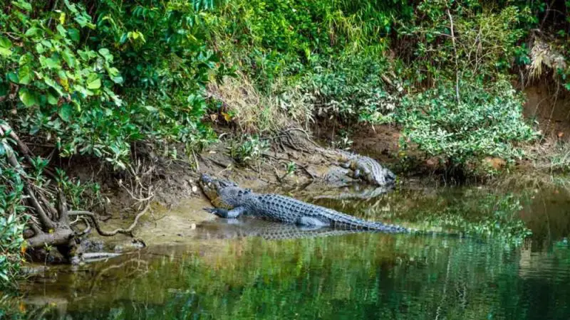 Crocodile basking on a muddy riverbank, photographed on a Private Exclusive Daintree Mossman Tour in Queensland’s pristine rainforest.