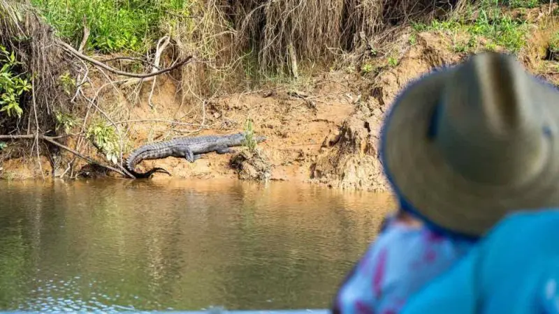 Experience a Private Daintree Mossman Tour: traveller in hat observes wild crocodile on lush riverbank, scenic tropical adventure.