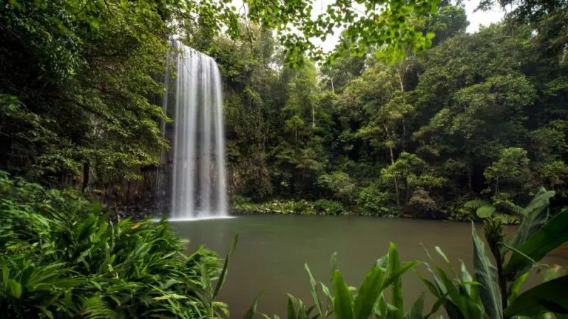 Experience the breathtaking Atherton Tablelands waterfall as it plunges into a serene green pool on an exclusive private tour.