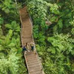 Three tourists explore a scenic winding boardwalk through dense rainforest on the 3 Day Daintree Cape Tribulation Port Douglas Tour.