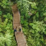 Three travellers explore a lush, winding rainforest boardwalk on the 16 Day Best of East Coast Australia Comfort Tour from Sydney.
