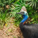 A striking blue-headed cassowary stands amid lush green foliage, sighted during the 14-Day Sydney to Cairns with Fraser Island Tour.