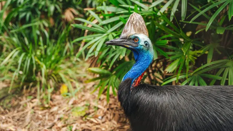 A striking blue-headed cassowary stands amid lush green foliage, sighted during the 14-Day Sydney to Cairns with Fraser Island Tour.