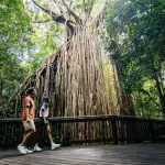 Couple walks along a scenic forest boardwalk on the 14 Day Sydney to Cairns Comfort Tour, surrounded by lush greenery and nature.