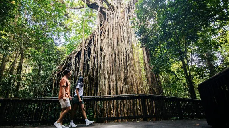 Couple walks along a scenic forest boardwalk on the 14 Day Sydney to Cairns Comfort Tour, surrounded by lush greenery and nature.