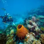 Discover a scuba diver navigating bright coral reefs, mirroring adventures on the 14 Day Sydney to Cairns with Fraser Island Tour.
