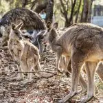 Experience iconic Australian wildlife encounters on the Sydney to Brisbane Comfort Tour: kangaroos and emus in a scenic forest setting.
