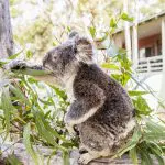 Discover a koala perched on a wooden fence, nestled among lush eucalyptus leaves—an iconic scene on the 16 Day East Coast Australia Tour.