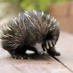 Discover a spiky-quilled echidna exploring lush greenery, seen on an 8 Day Sydney to Brisbane With Fraser Island wildlife tour.