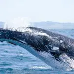 Humpback whale breaching ocean surface during 14-day Sydney to Cairns tour with Fraser Island and Whitsundays for ultimate adventure.