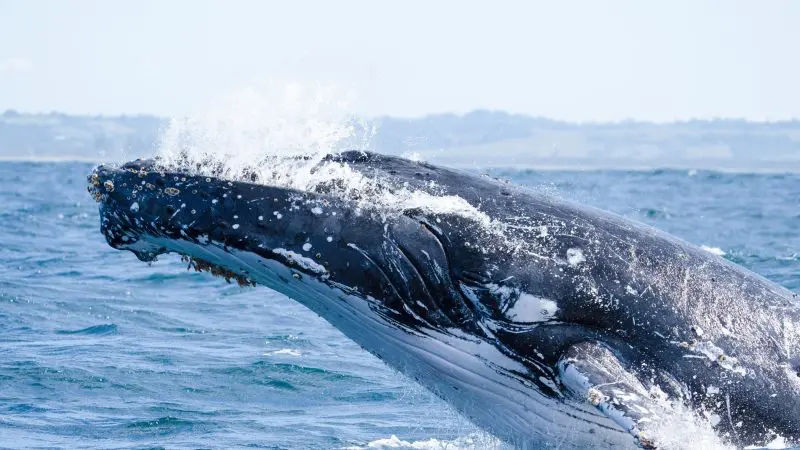 Humpback whale breaching ocean surface during 14-day Sydney to Cairns tour with Fraser Island and Whitsundays for ultimate adventure.