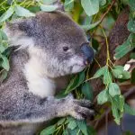 A koala grips a tree branch on the 8 Day Sydney to Brisbane with Fraser Island Comfort Tour, perfect for wildlife enthusiasts.