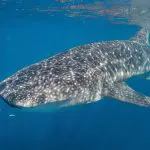 A majestic whale shark glides beneath the surface at Ningaloo Reef, accompanied by small fish by its mouth—iconic marine wildlife.