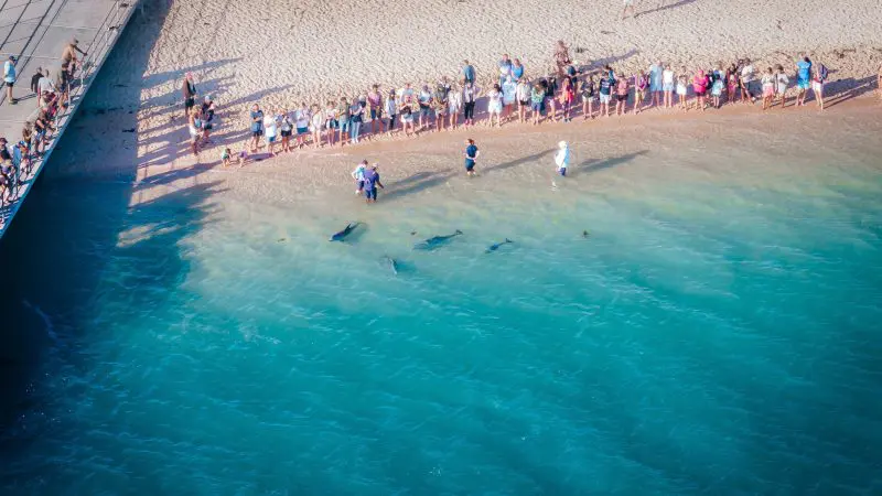 Travellers gather on a pristine Perth beach, observing playful dolphins close to shore during the 8 Day Exmouth Comfort Tour experience.