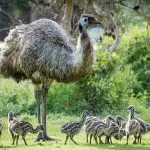 An adult emu stands on lush grass beside striped emu chicks, captured during a 1 Day Grampians Eco Wilderness Escape tour adventure.