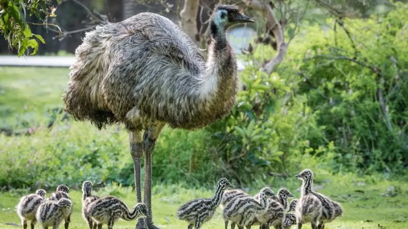 An adult emu stands on lush grass beside striped emu chicks, captured during a 1 Day Grampians Eco Wilderness Escape tour adventure.