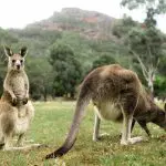 Two kangaroos graze in the scenic Grampians, surrounded by lush grass, trees, and mountains—ideal for an eco wilderness adventure tour.