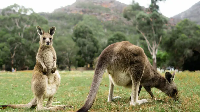Two kangaroos graze in the scenic Grampians, surrounded by lush grass, trees, and mountains—ideal for an eco wilderness adventure tour.