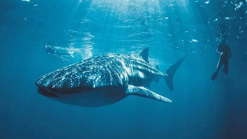Majestic whale shark glides underwater near scuba divers on a 10-Day Perth to Broome West Coast Adventure tour, Australia.