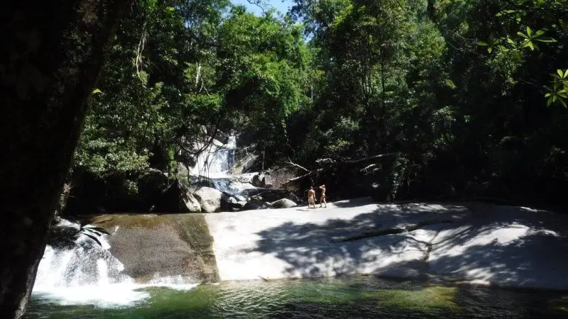 Two dogs pose on a sunlit rock amid lush rainforest scenery during a 1 Day Waterfall and Rainforest Tour by Waterfall Wanderers.