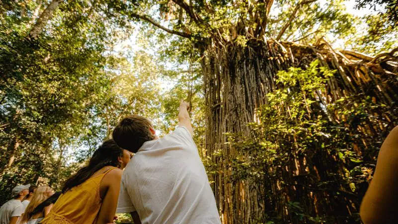 two backpackers in the daintree rainforest looking at the ancient rainforest