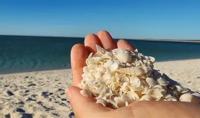 a hand holding small white shells on a beach beside the ocean