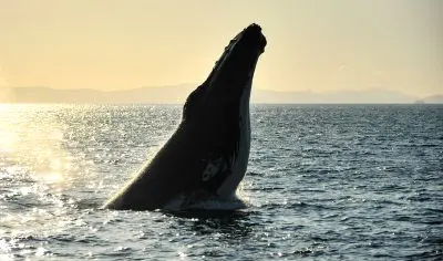 a humpback whale breaching out of the water at sunset