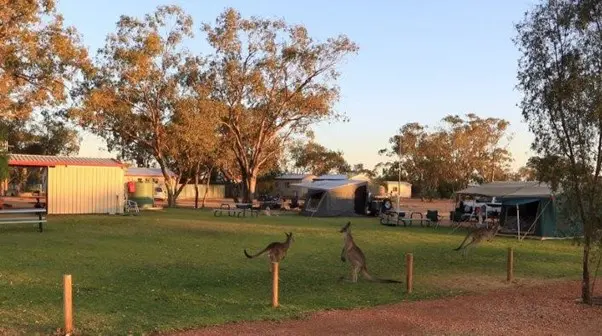 2 kangaroos hopping in a campervan park