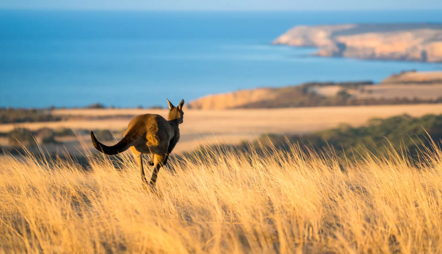 kangaroo hopping through overgrown yellow field with the ocean in the back