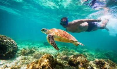 65d767ba6b5a8_1588_moalboal-snorkel-turtle