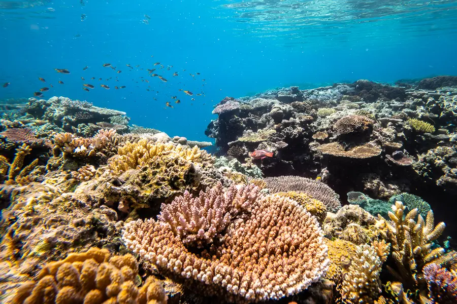 corals underwater on the great barrier reef
