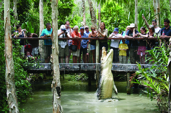 Visitors crowd the entrance of Hartleys Crocodile Adventures, watching a powerful crocodile leap by a vibrant, green viewing platform.