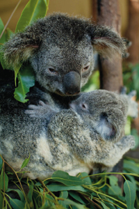 Koala cuddling its joey amid lush green eucalyptus leaves at Kuranda Koala Gardens Park Entrance, Australia wildlife attraction.