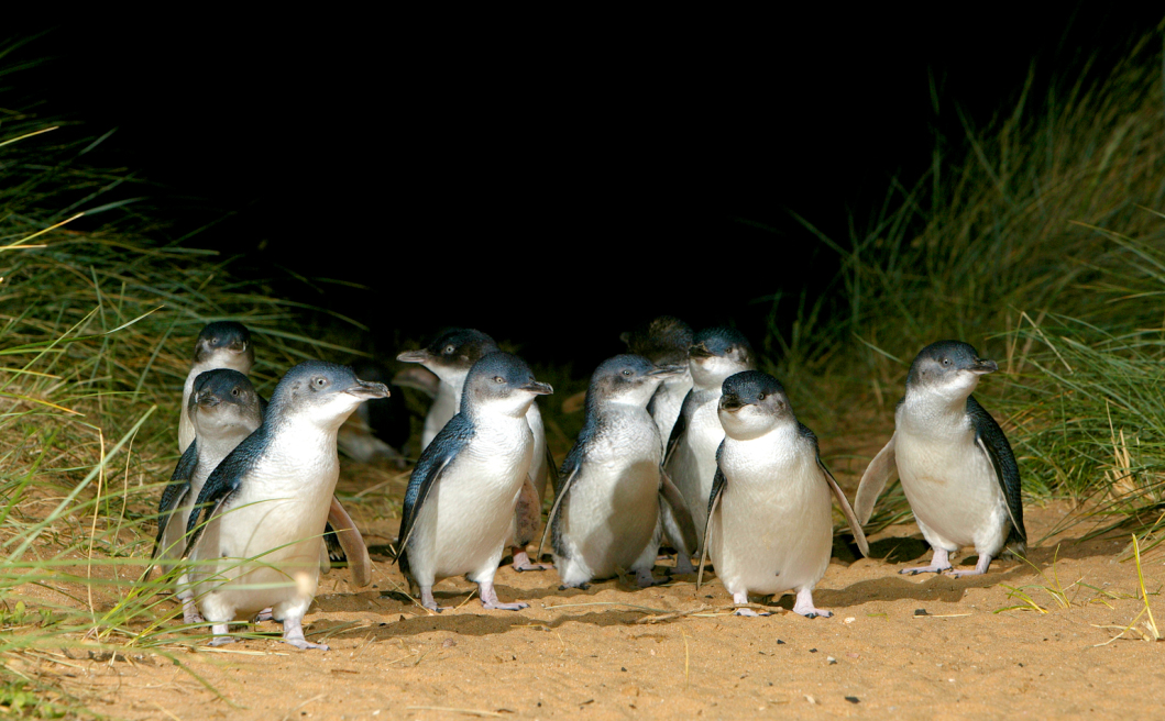 Little penguins gather on a sandy trail during the iconic Penguin Parade Half Day Tour, a top wildlife experience in Australia.