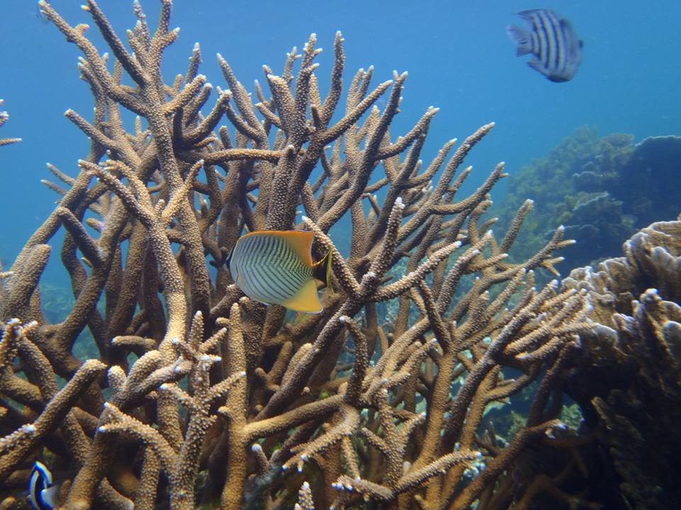 Vibrant tropical fish glide through lively branching coral reefs, mirroring underwater scenes on an 8 Day Perth to Exmouth Tour.