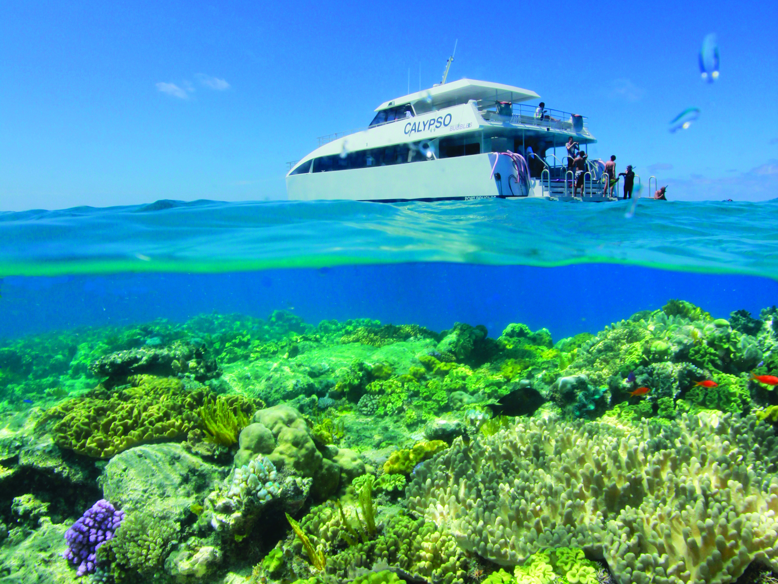 Snorkelling the Great Barrier Reef with Calypso Reef Charters: pristine blue waters, lush coral gardens, marine life adventure awaits.