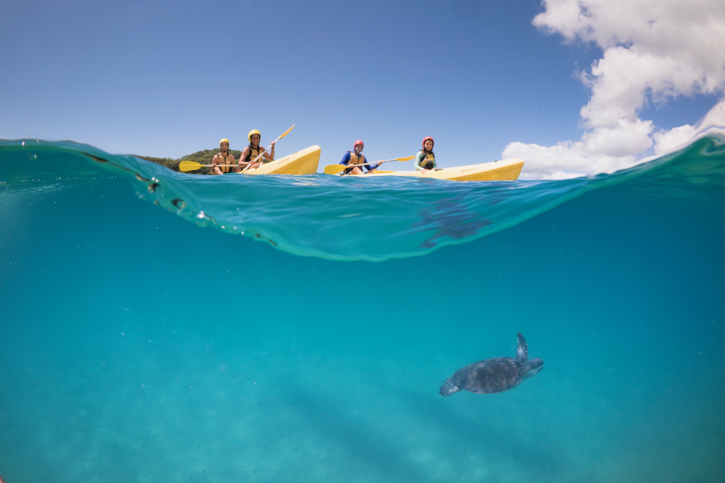 Four people enjoy a Guided Ocean Kayaking Tour, paddling crystal-clear blue waters and viewing a sea turtle under the bright sunny sky.