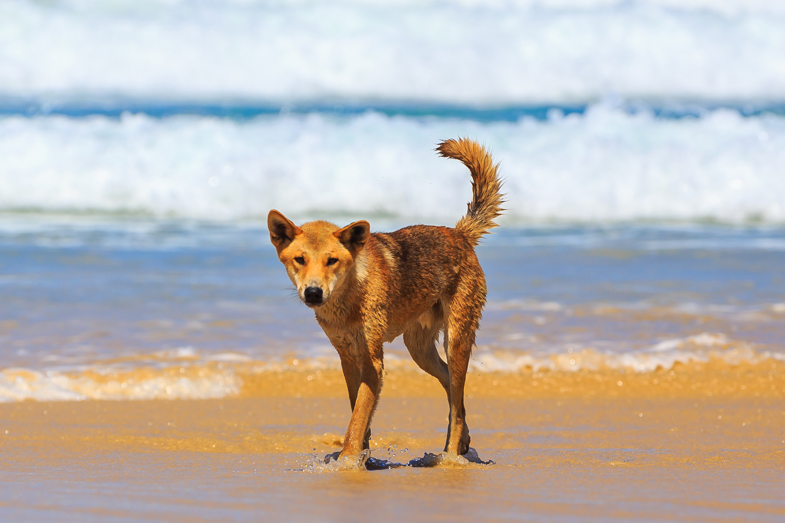 A happy brown dog stands on wet sand at a pristine beach, soaking in stunning Fraser Island views like those on the Fraser Experience One Day Tour.